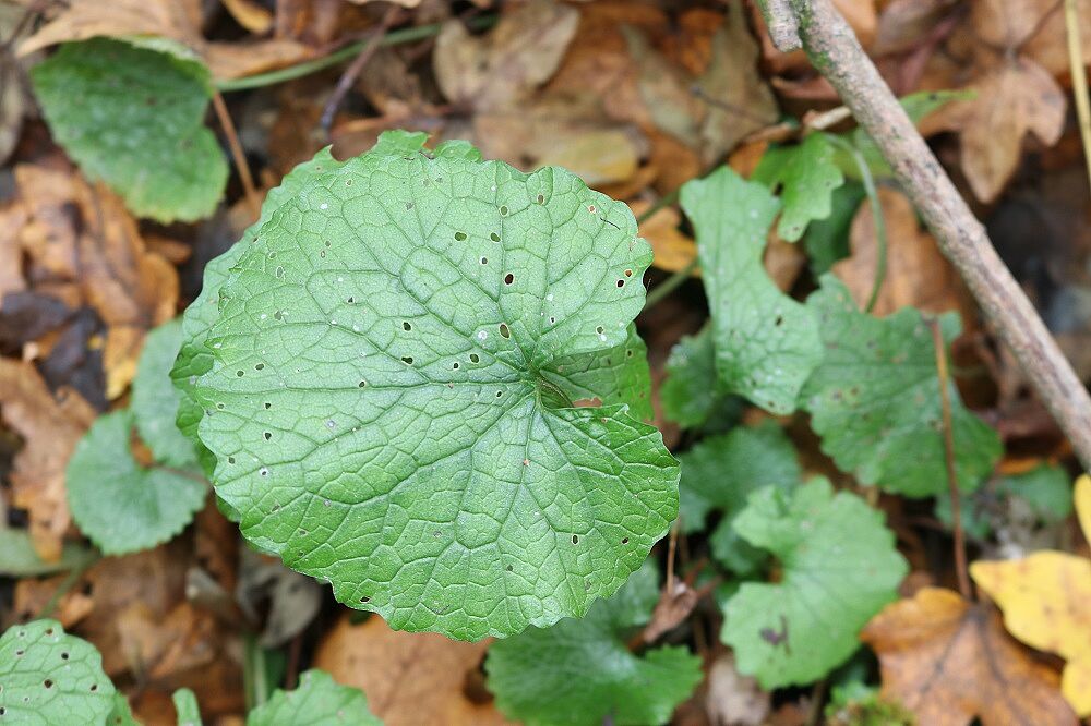 Knoblauchrauke