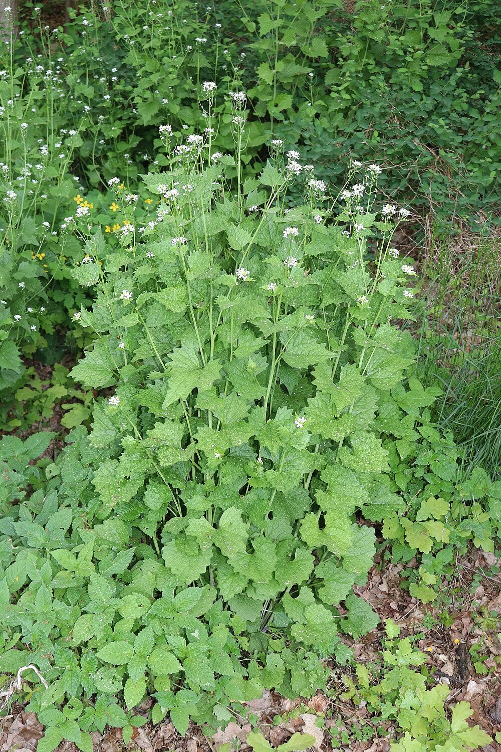 Knoblauchrauke