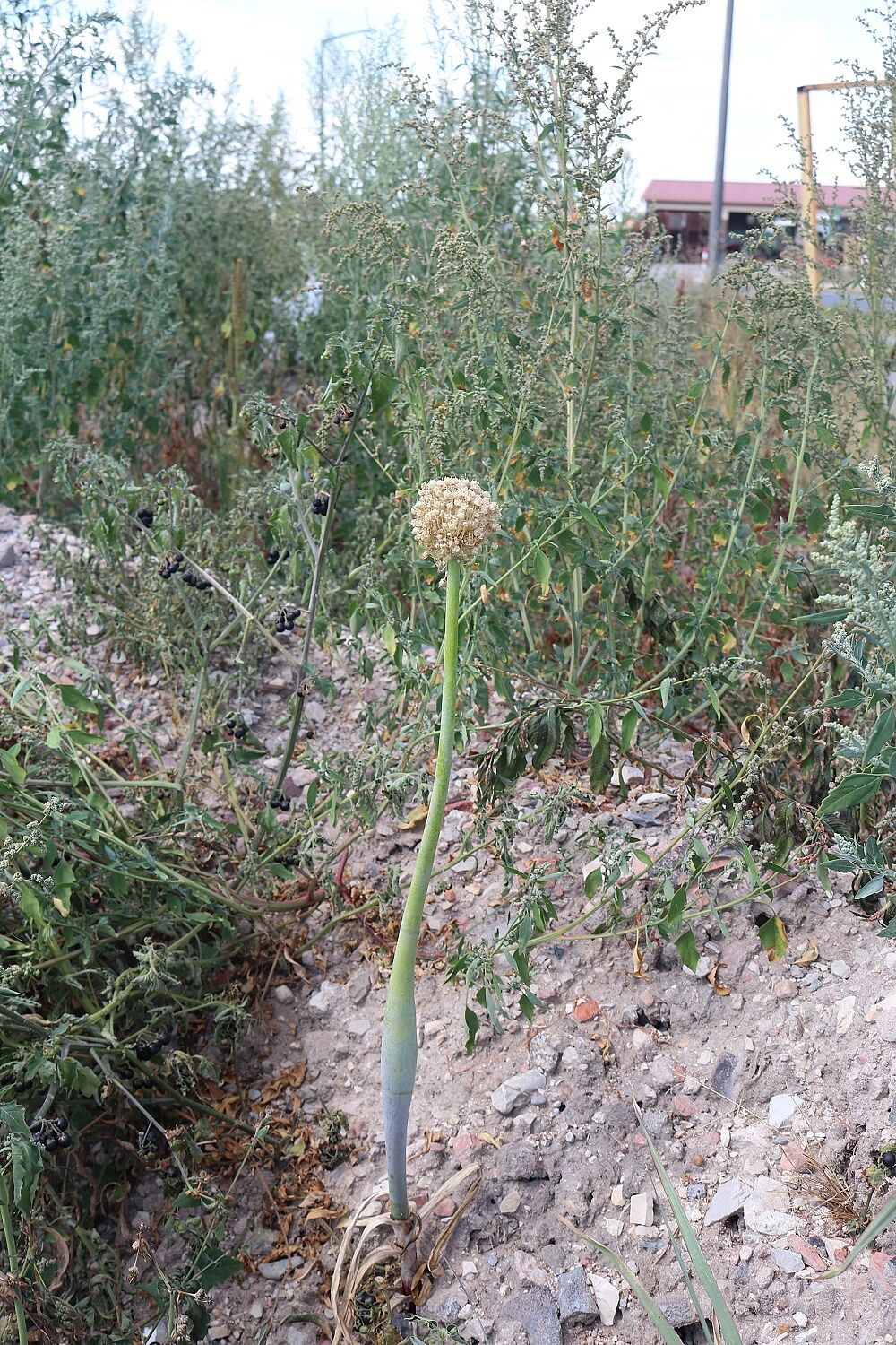 Speisezwiebel