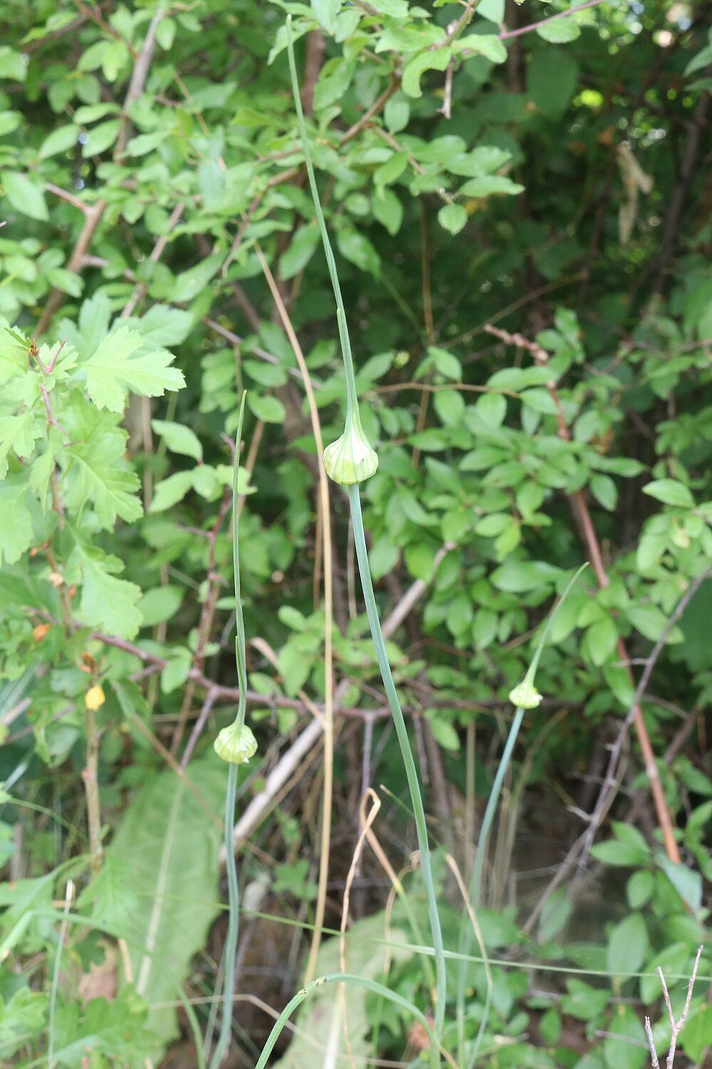 Kohllauch 