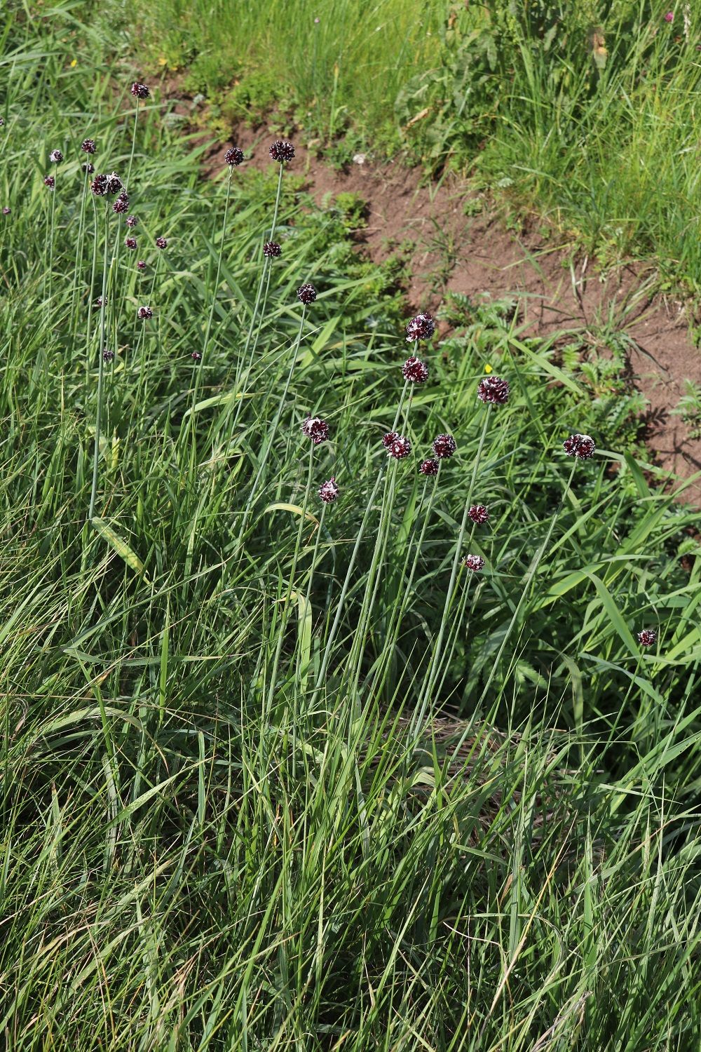 Allium scorodoprasum - Schlangen-Lauch Schlangen-Lauch