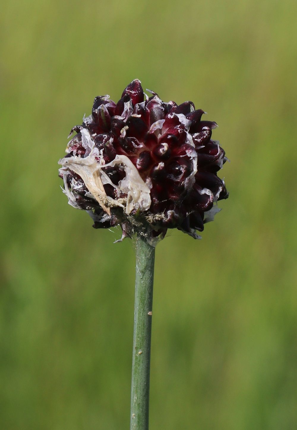 Allium scorodoprasum - Schlangen-Lauch Schlangen-Lauch