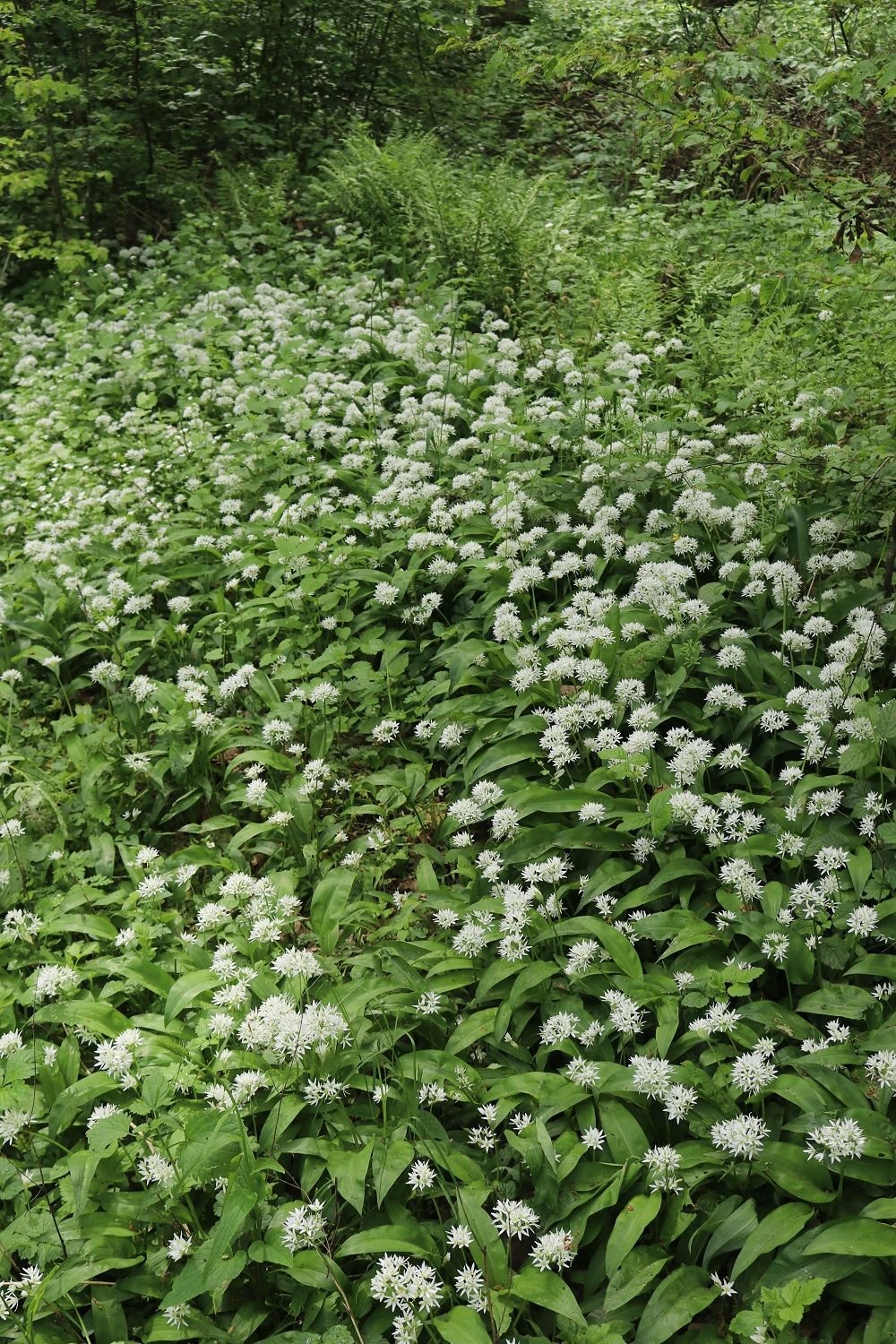 Allium ursinum - Bärlauch Bärlauch