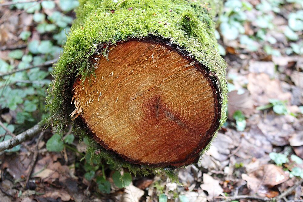 Schwarzerle (Stammquerschnitt)