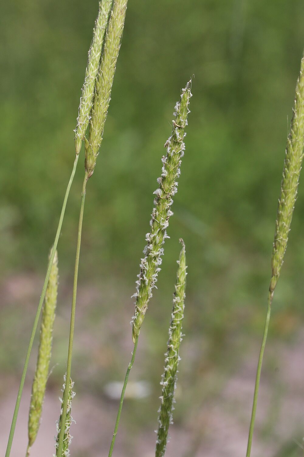 Acker-Fuchsschwanzgras