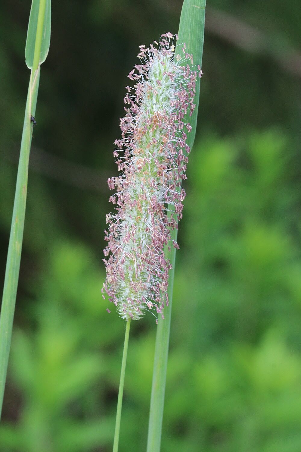 Wiesen-Fuchsschwanzgras