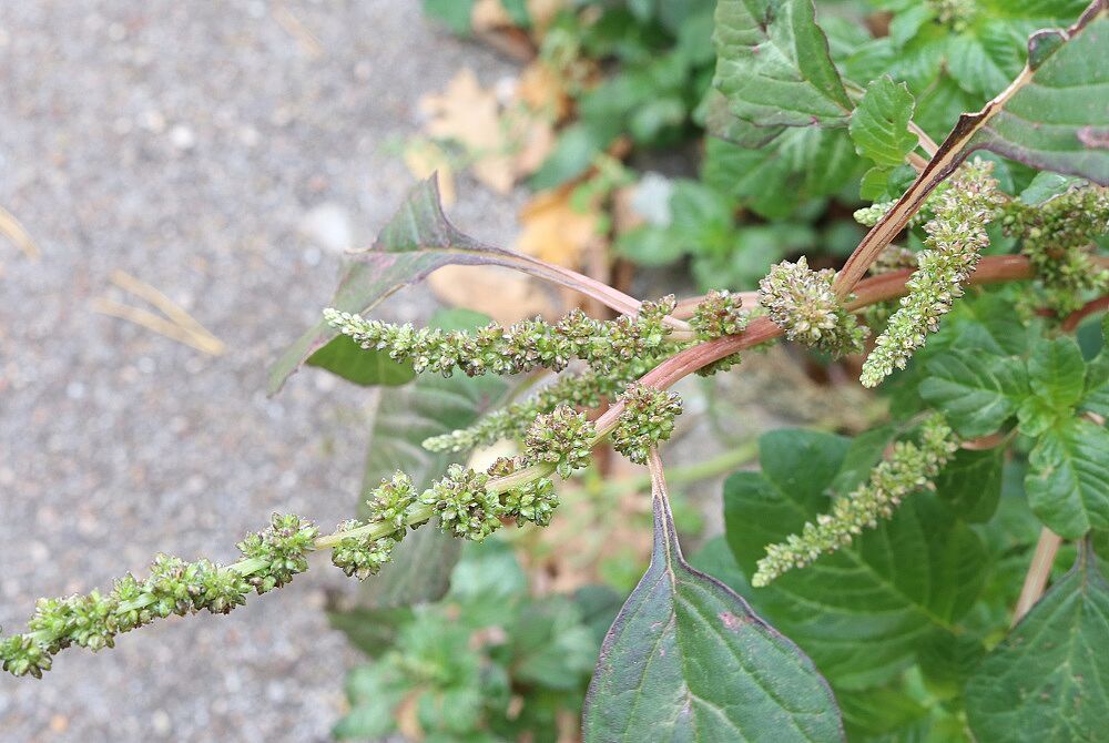 Aufsteigender Fuchsschwanz (Blüte)
