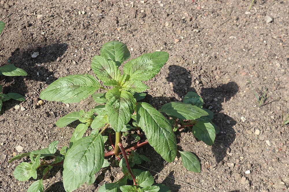 Aufsteigender Fuchsschwanz
