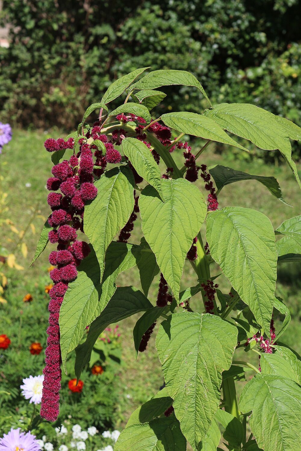 Garten-Fuchsschwanz