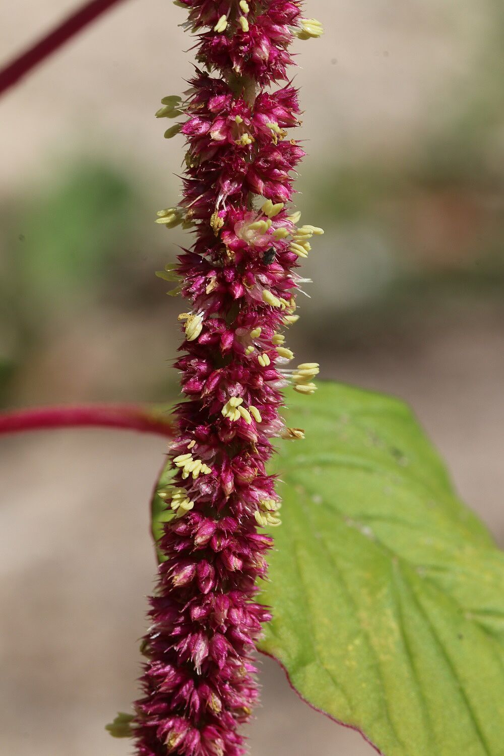Garten-Fuchsschwanz