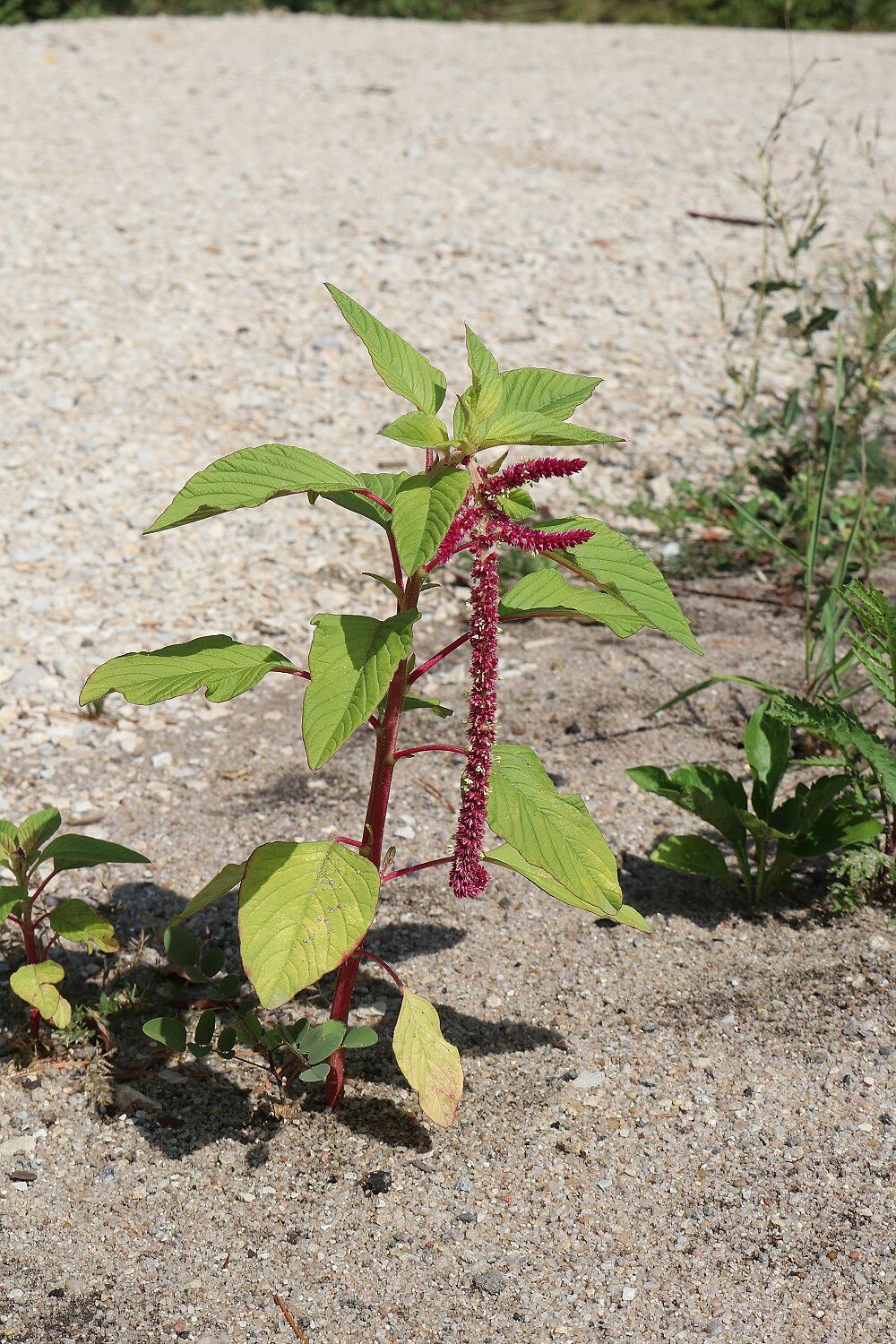 Garten-Fuchsschwanz