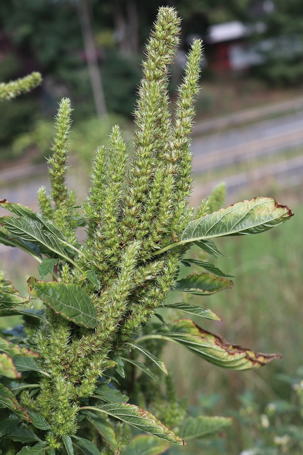 Grünähriger Amaranth
