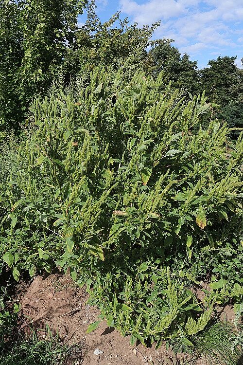 Grünähriger Amaranth