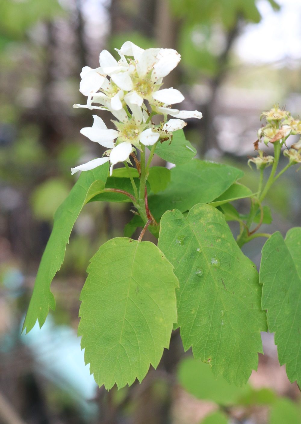 Amelanchier alnifolia - Erlenblättrige Felsenbirne Erlenblättrige Felsenbirne