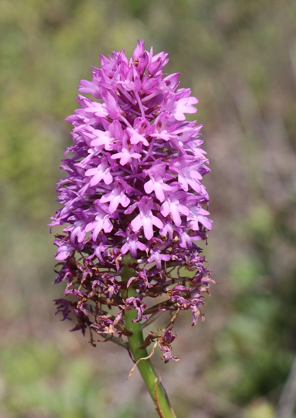 Pyramidenorchis 