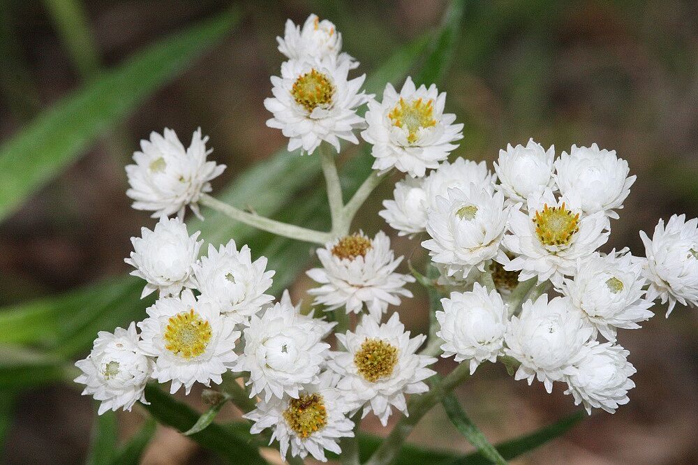 Silbermimmortelle, Perlblume