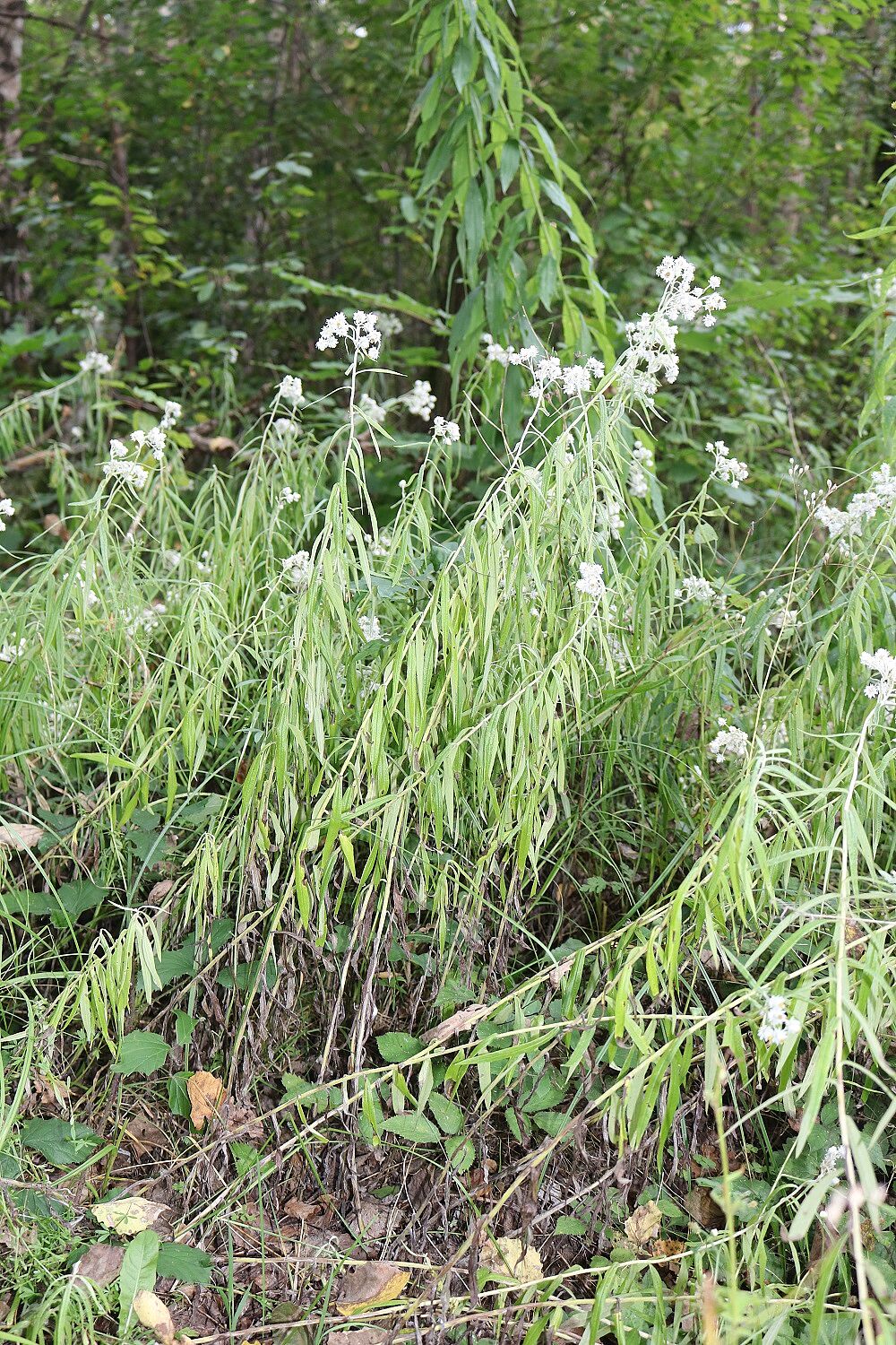 Silbermimmortelle, Perlblume