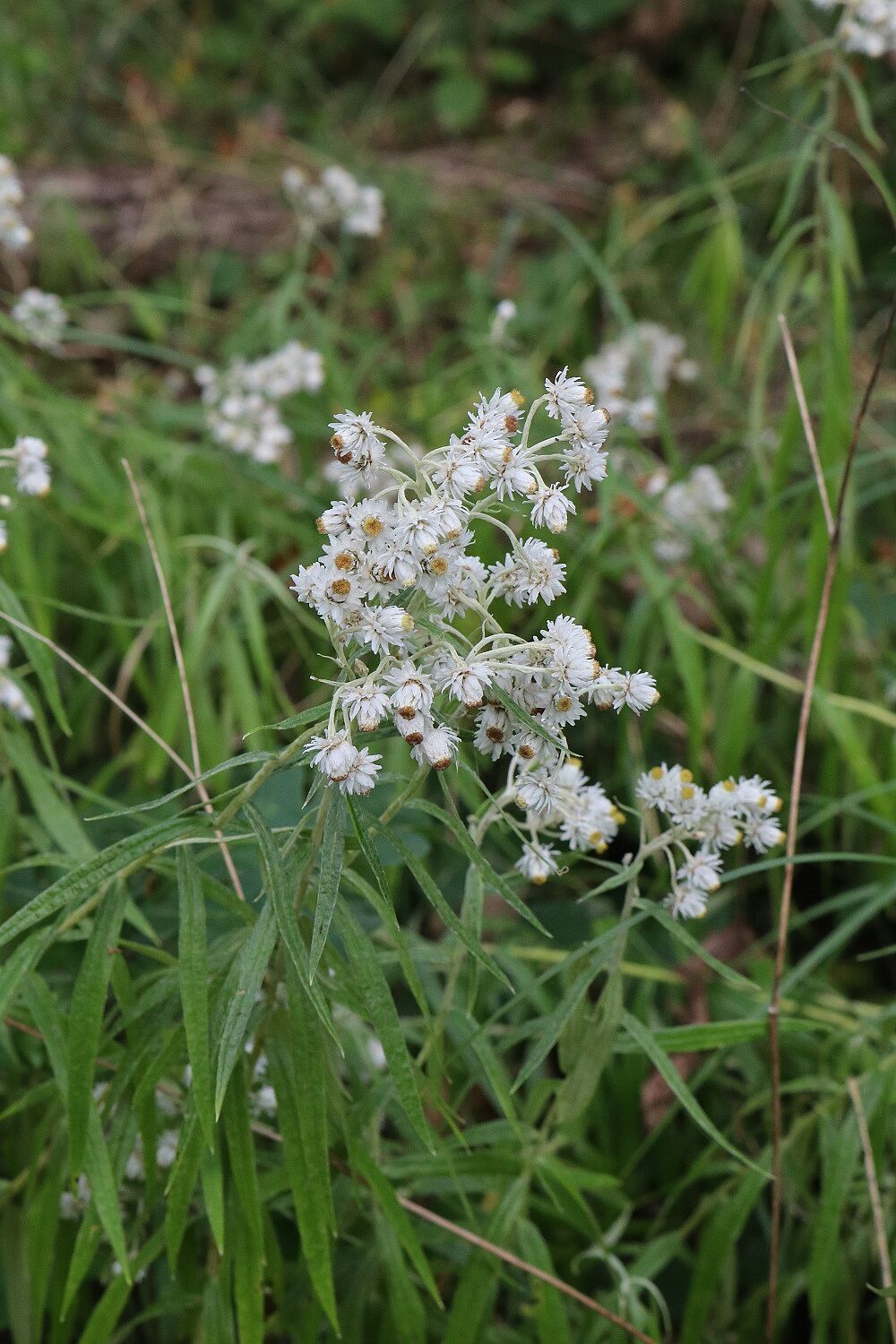 Silbermimmortelle, Perlblume