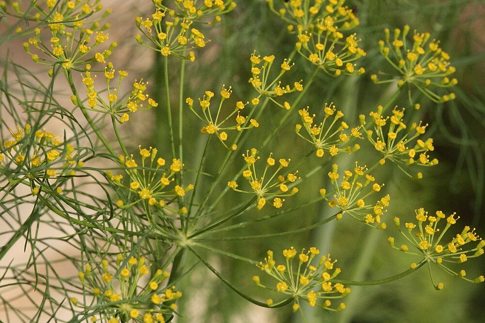 Dill