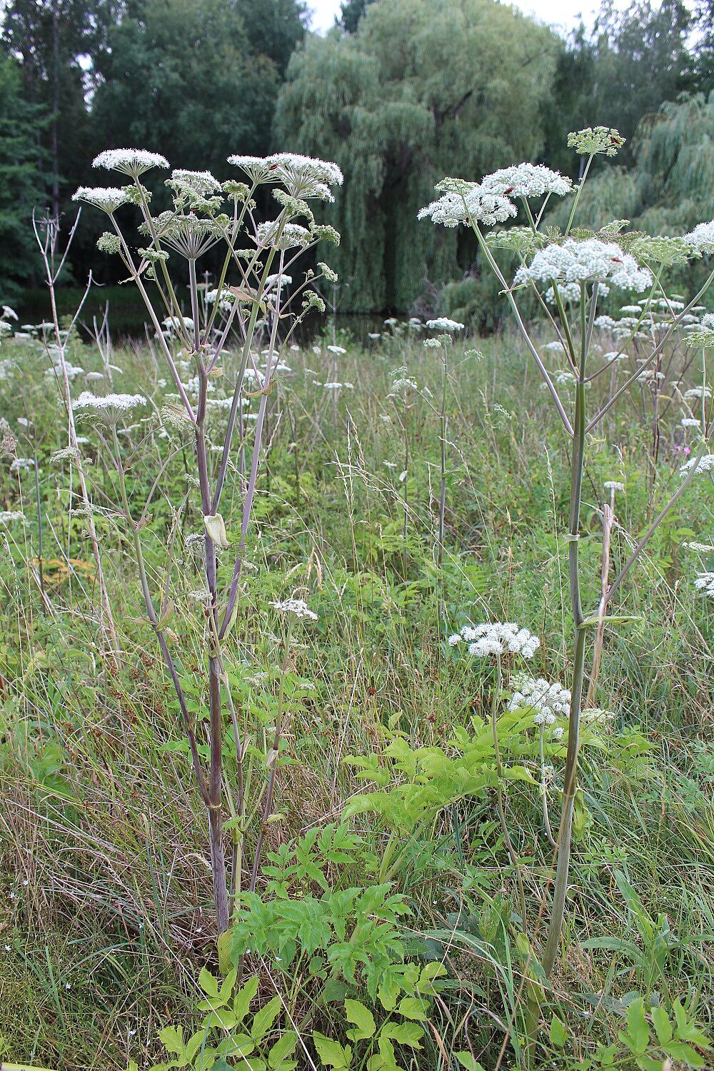 Wald-Engelwurz 