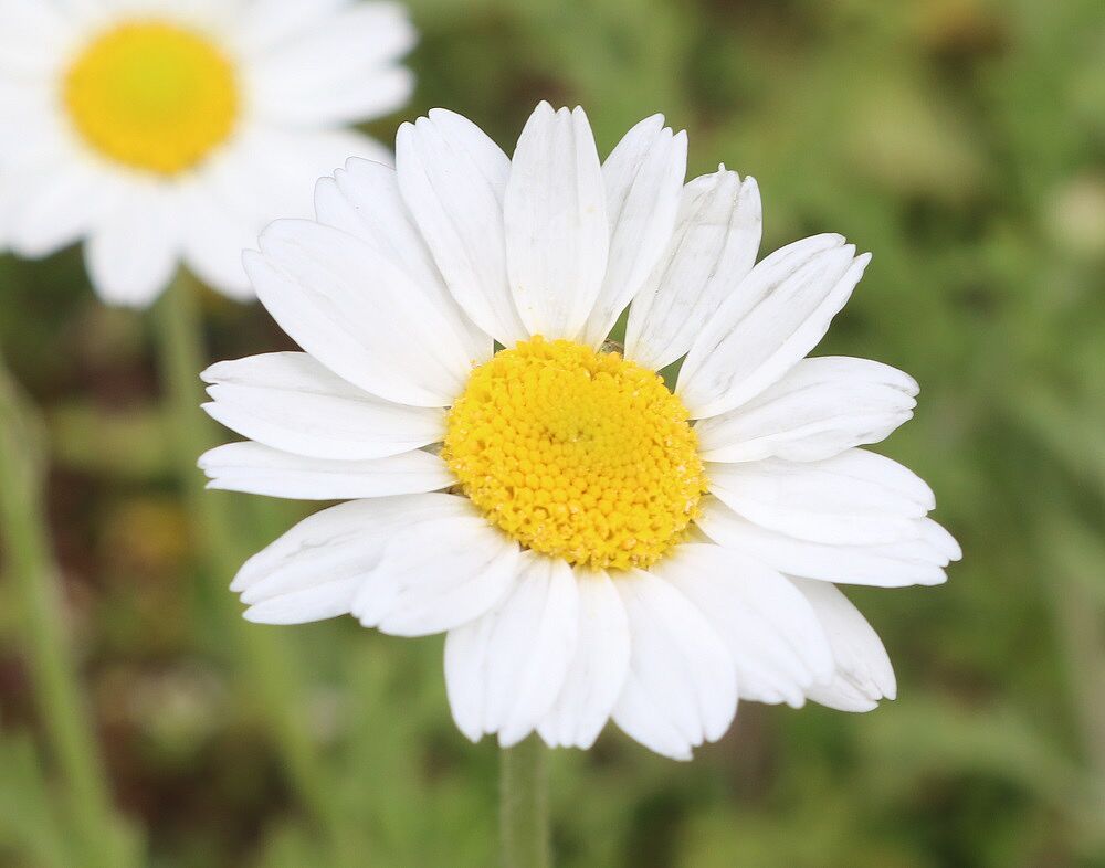 Ruthenische Hundskamille (Blüte)