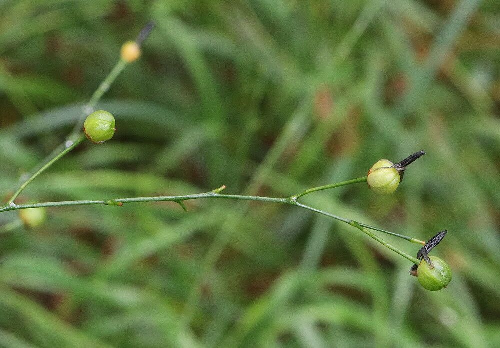 Rispige Graslilie 