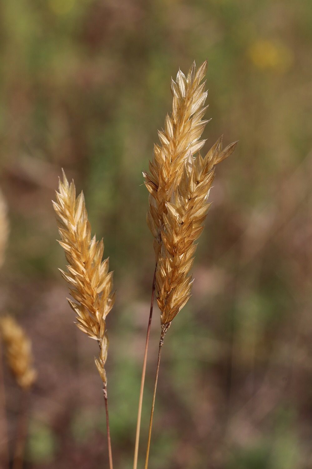 Gewöhnliches Ruchgras 