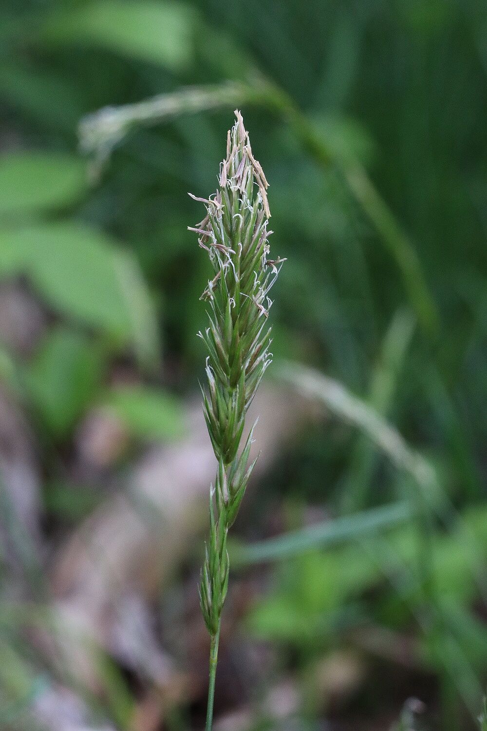 Gewöhnliches Ruchgras 