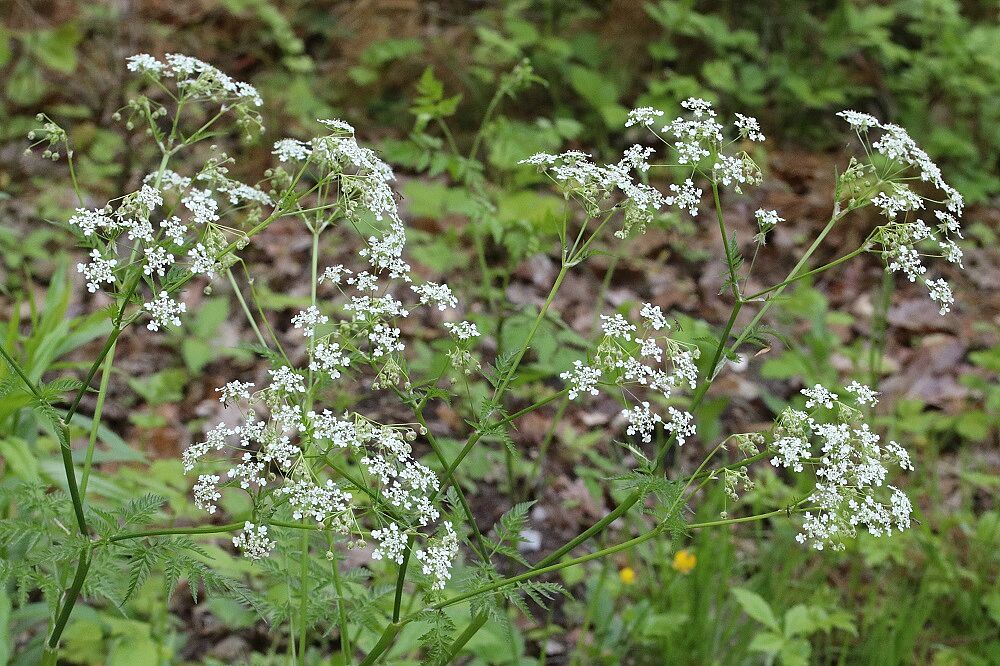 Wiesen-Kerbel