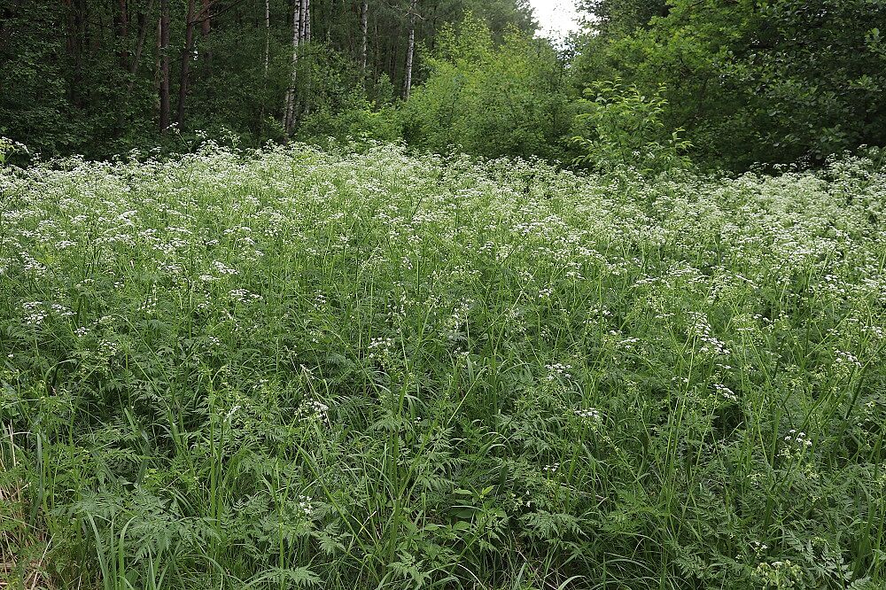 Wiesen-Kerbel