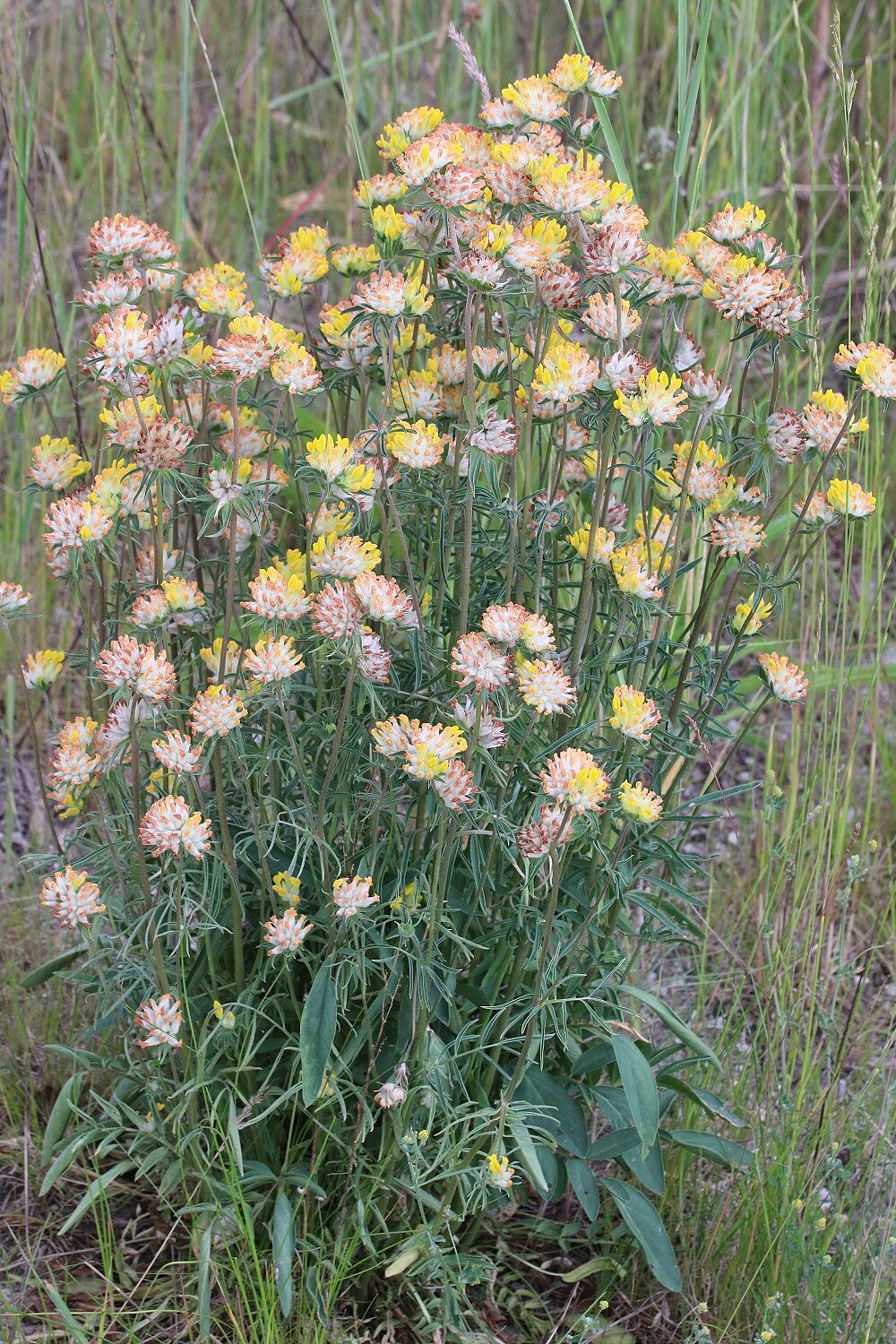 Echter Wundklee 