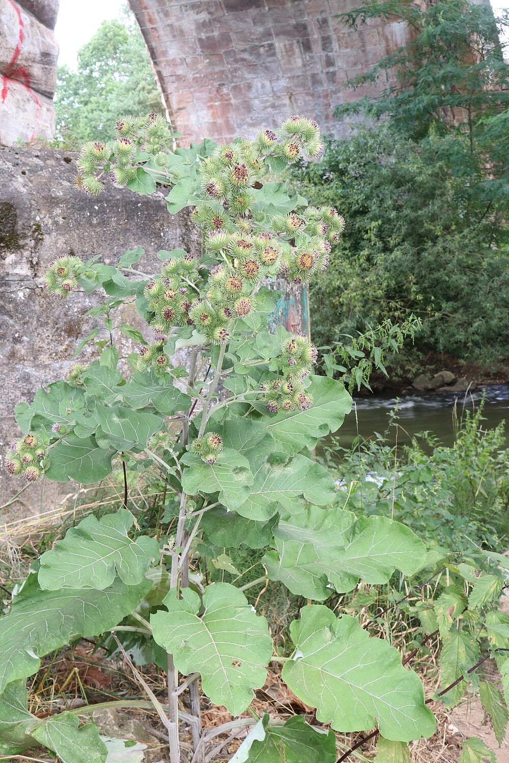 Große Klette