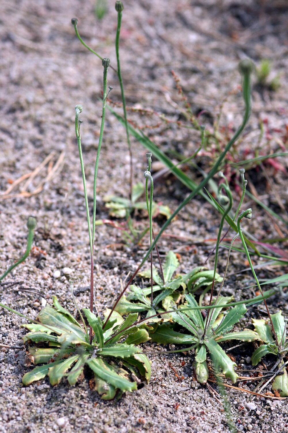 Lämmersalat 