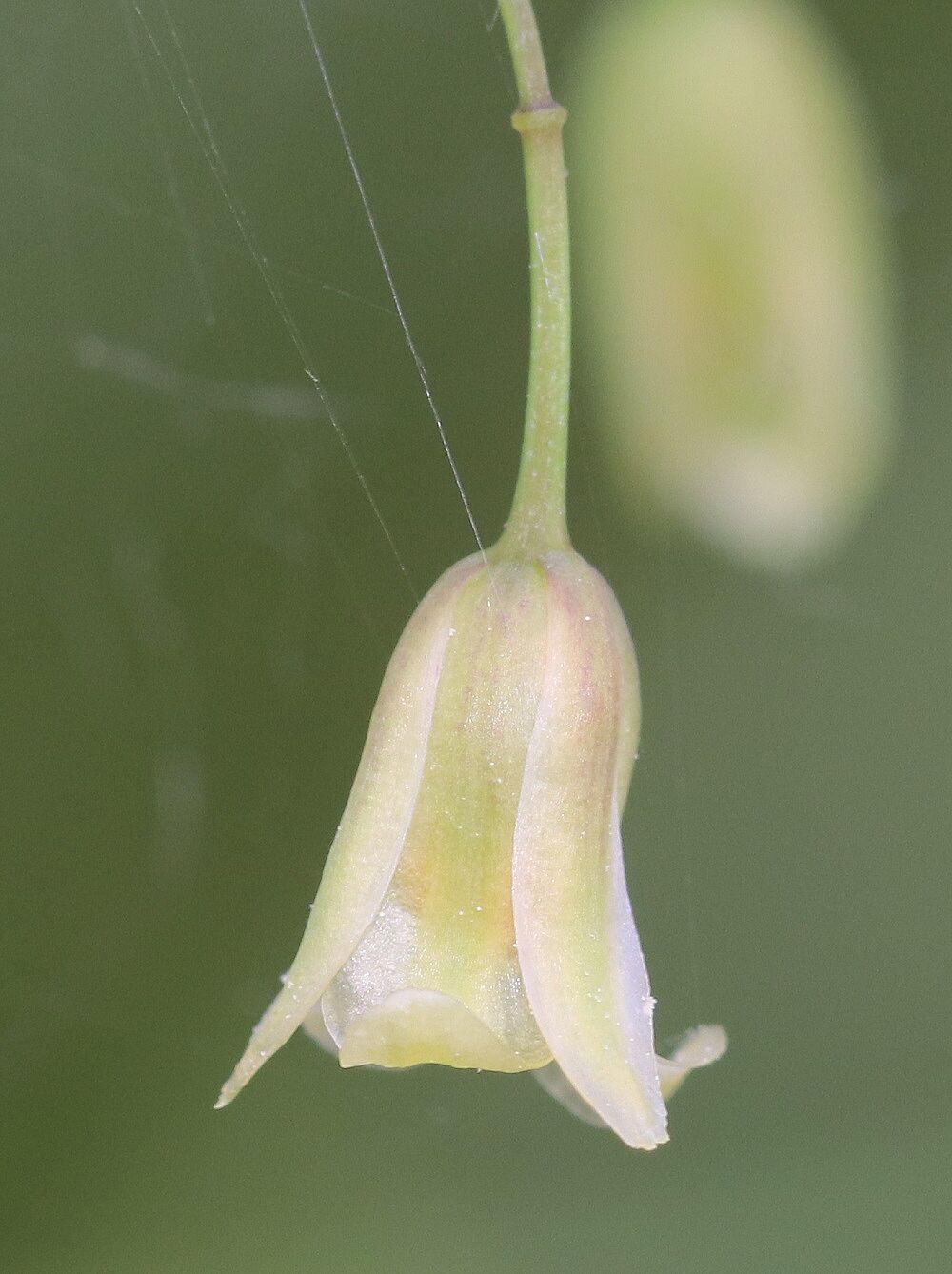 Gemüsespargel 