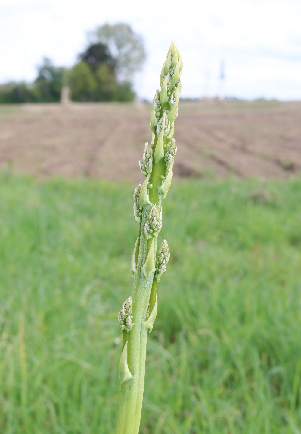 Asparagus officinalis - Gemüsespargel Gemüsespargel
