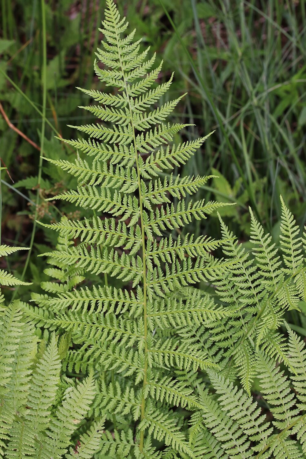 Wald-Frauenfarn 