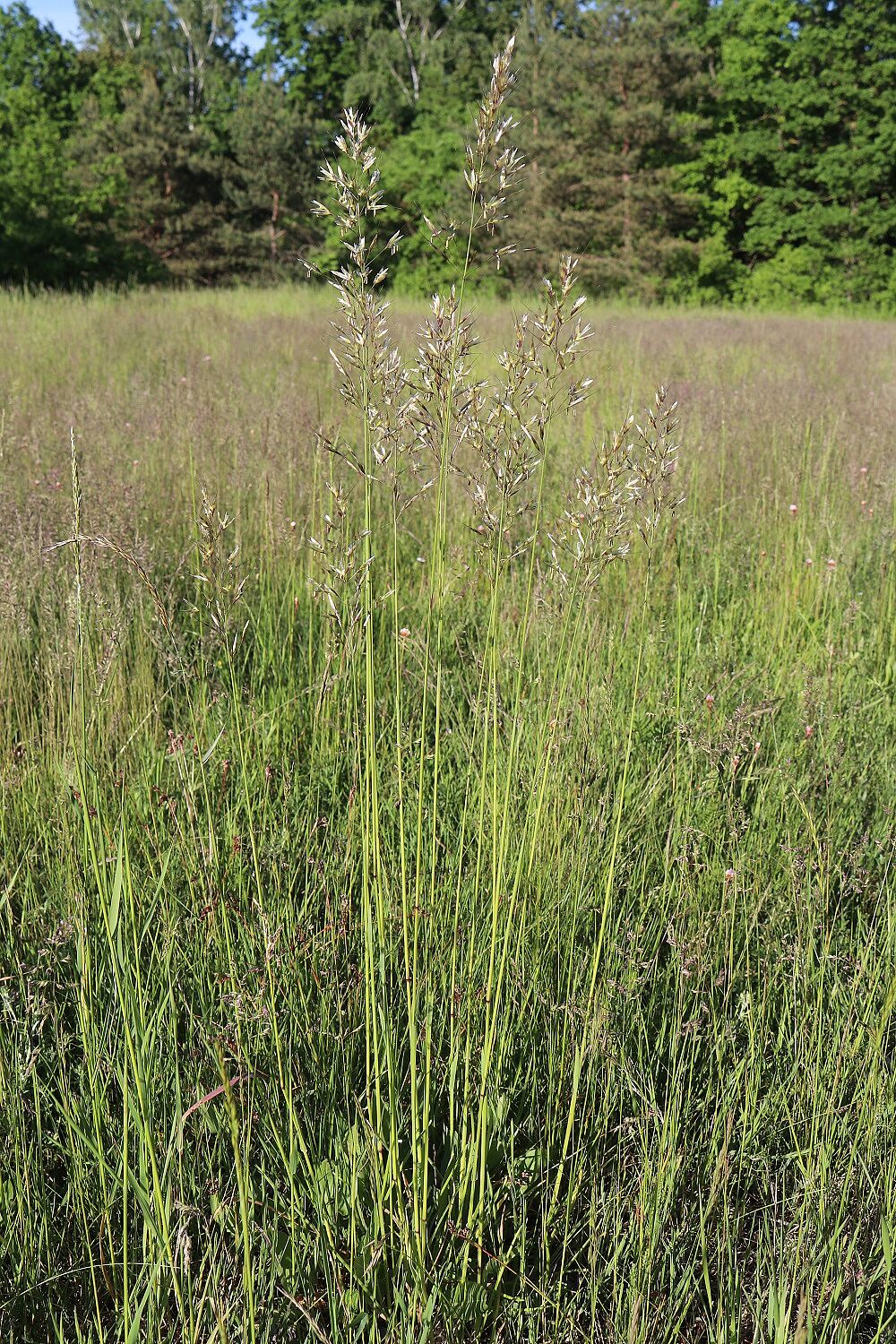 Flaumiger Wiesenhafer 