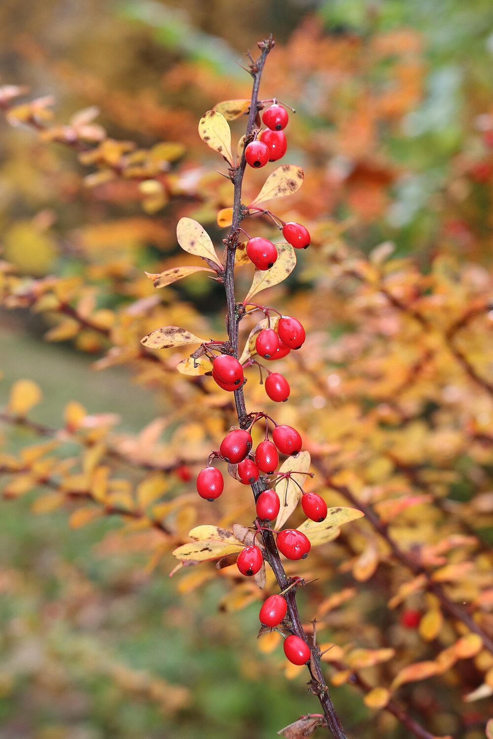 Thunberg-Berberitze