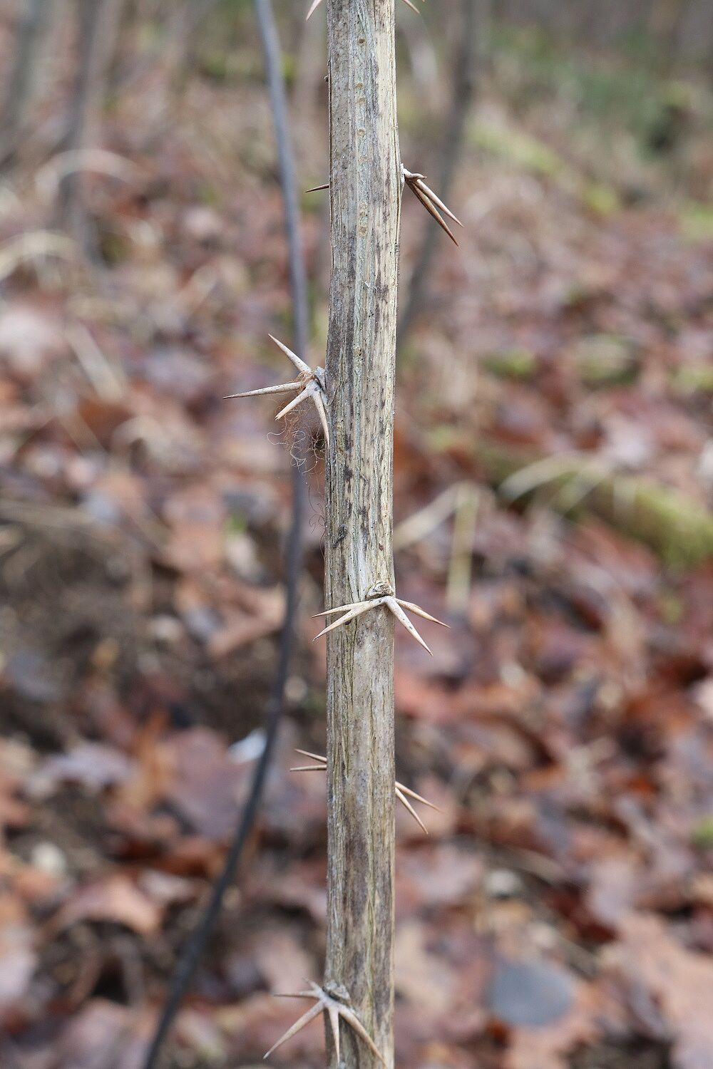 Gewöhnliche Berberitze