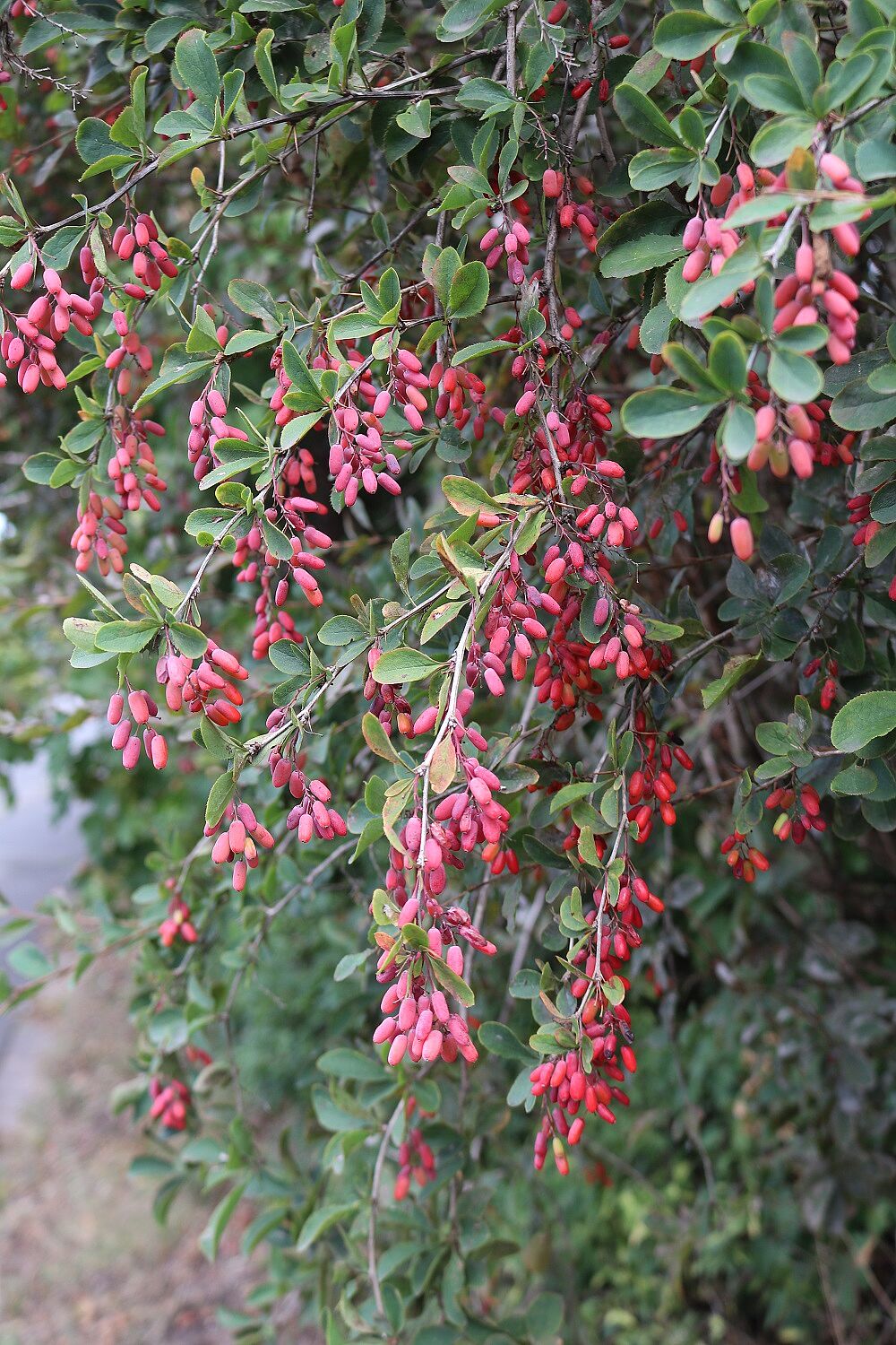 Berberis vulgaris - Gewöhnliche Berberitze