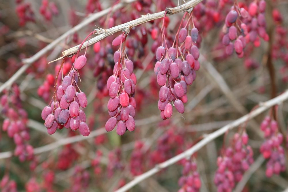 Berberis vulgaris - Gewöhnliche Berberitze