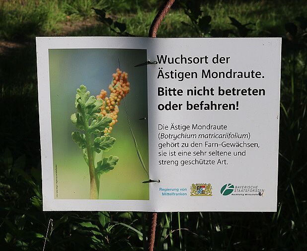 Ästiger Rautenfarn