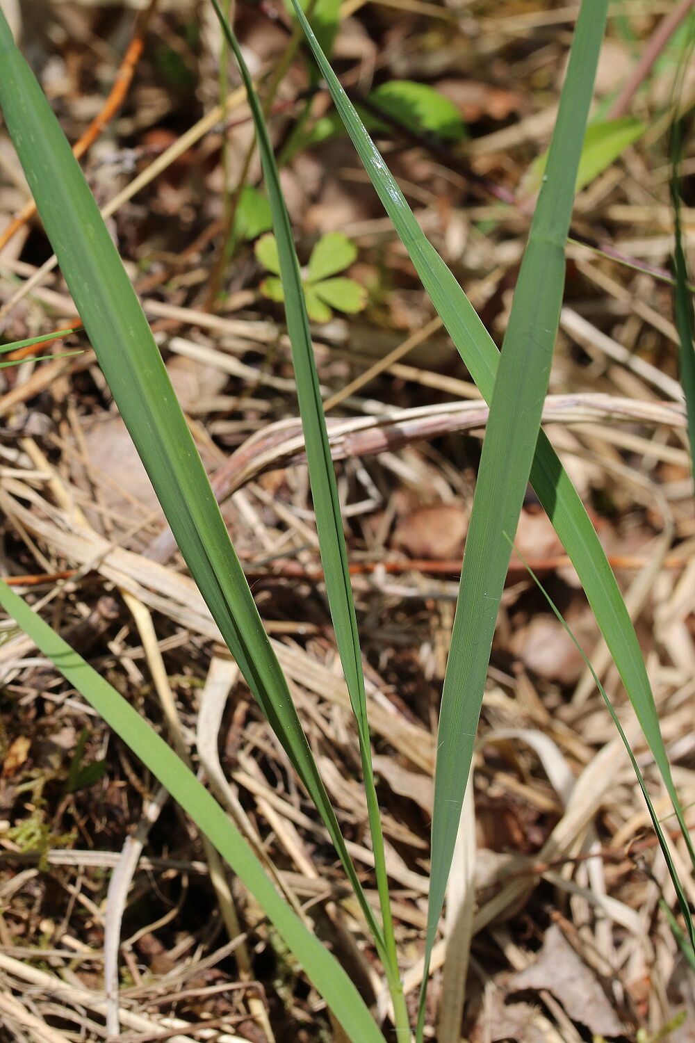 Steinzwenke