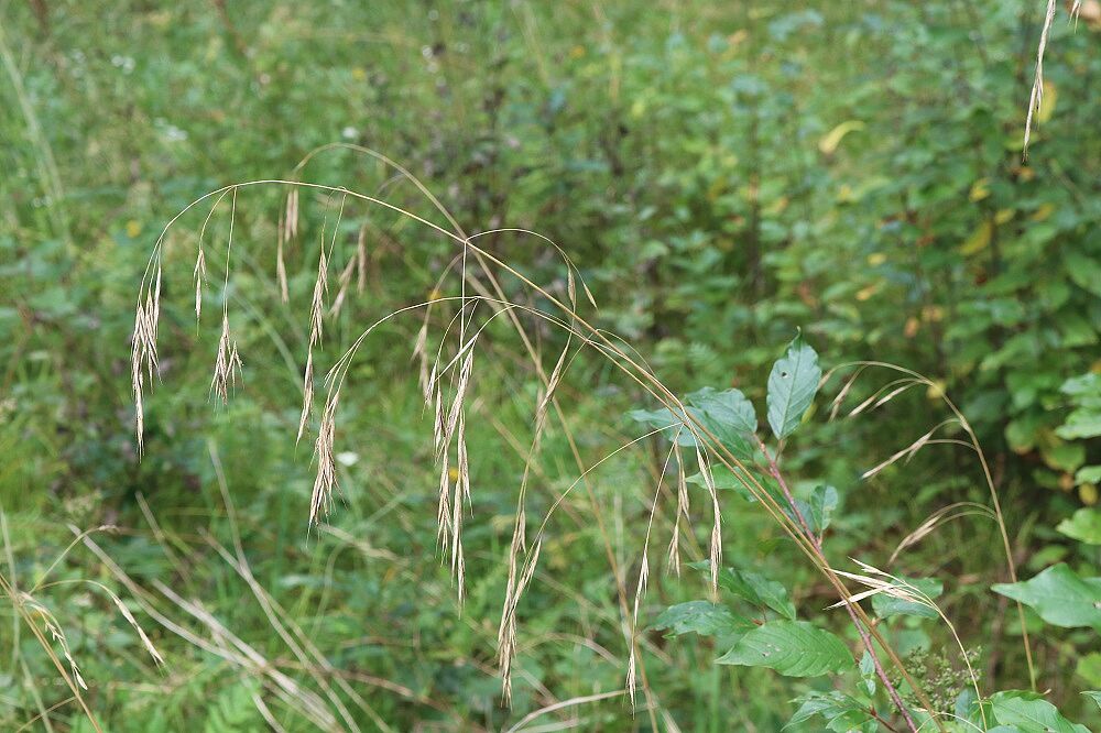 Wald-Trespe
