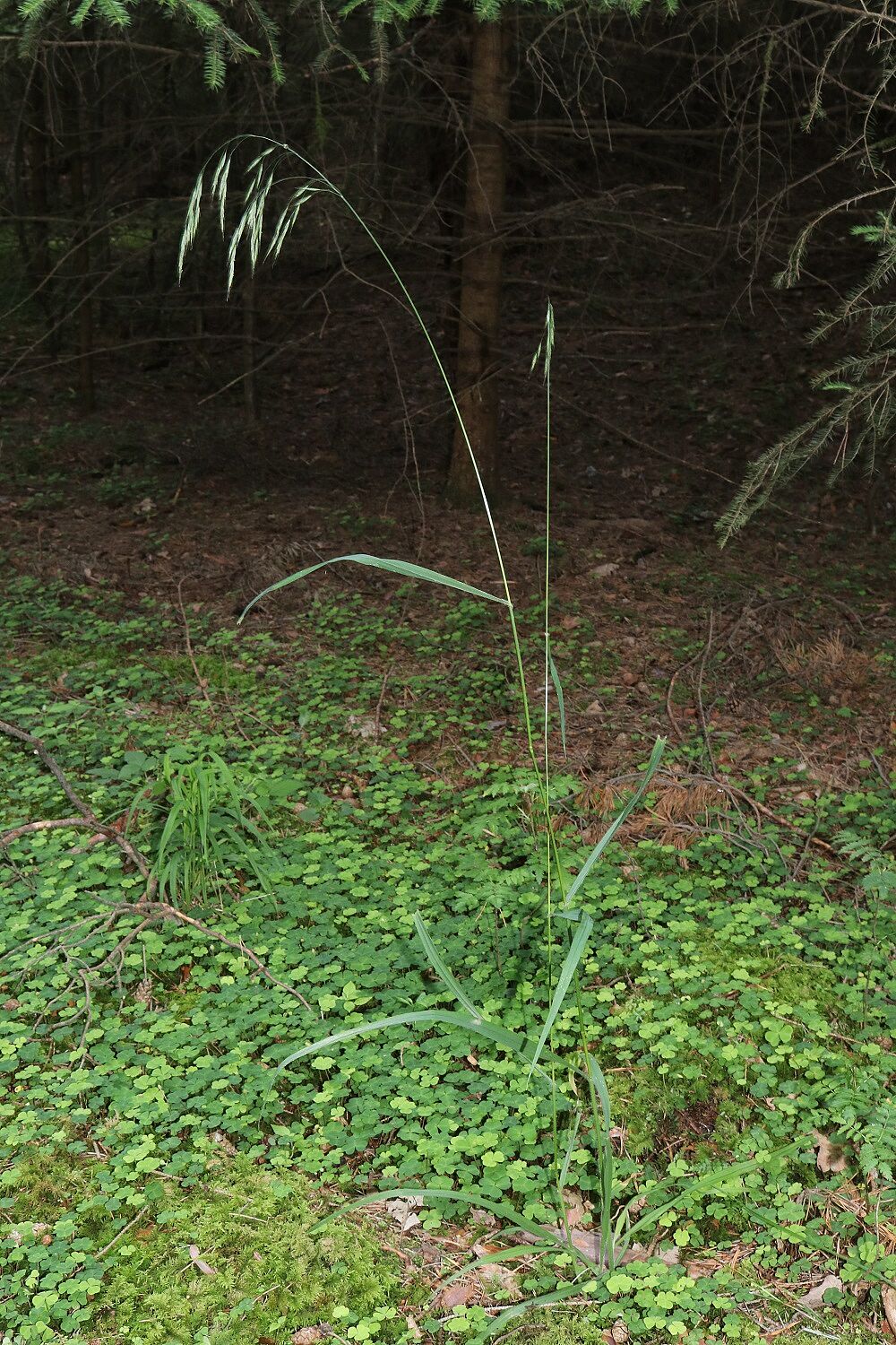 Wald-Trespe