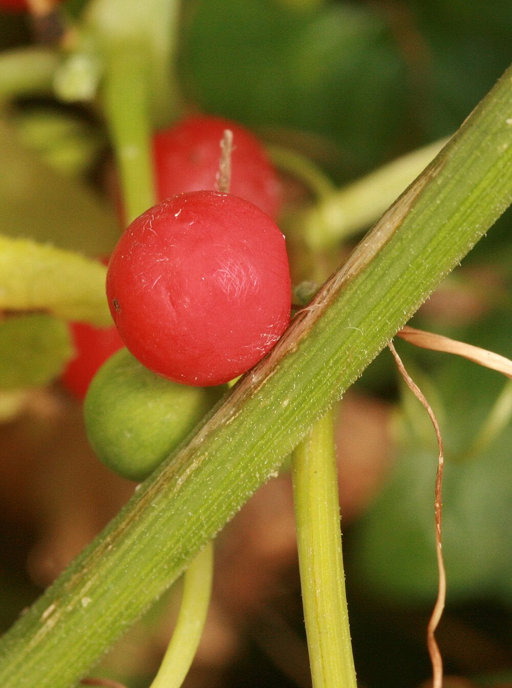 Rote Zaunrübe