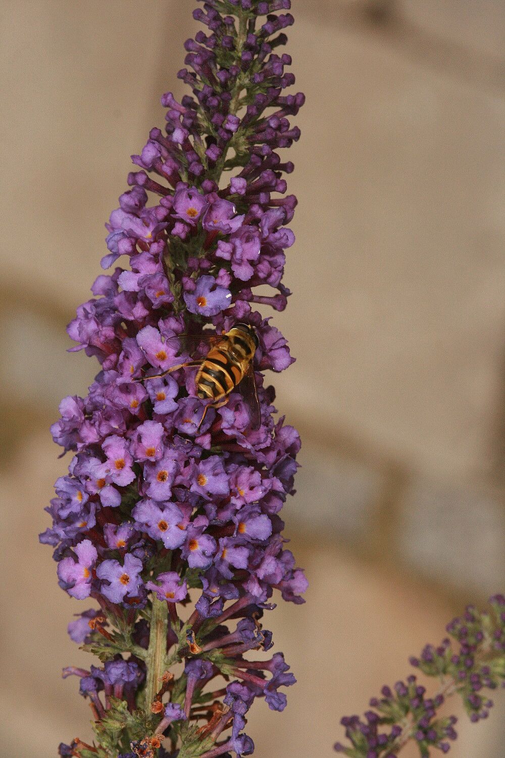 Sommerflieder