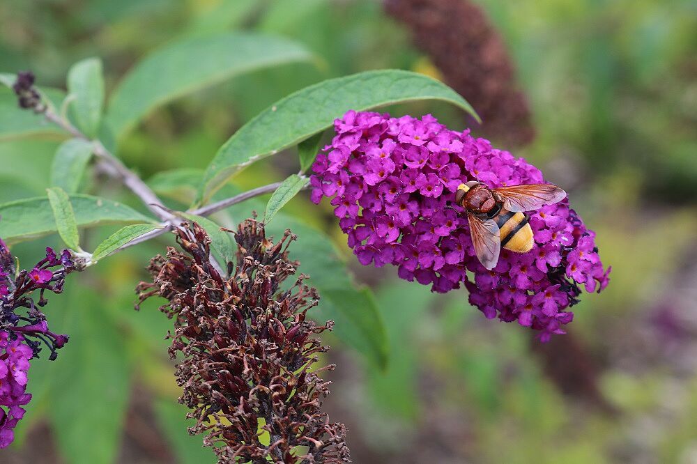 Sommerflieder