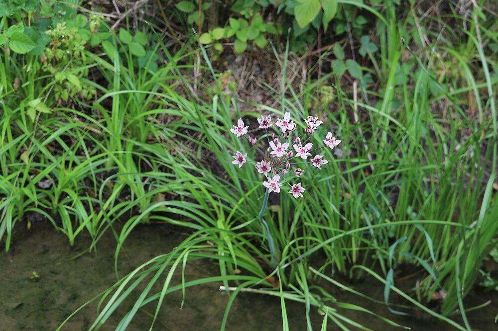 Schwanenblume