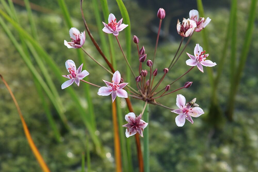Schwanenblume